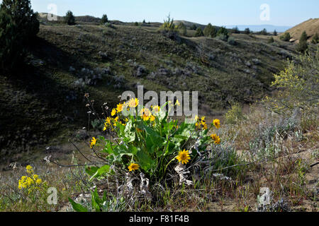 WASHINGTON - deltoïdes sur le pré couvert de dunes de sable près du bord de la zone de forêt de genévrier Juniper Dunes Wilderness. Banque D'Images