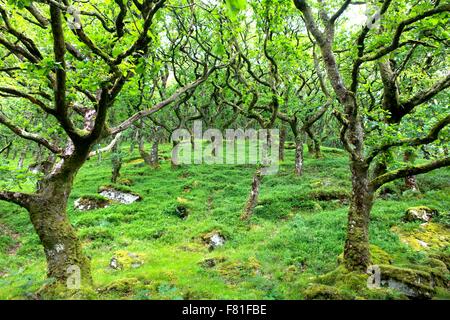 Badgworthy dans le bois Doone Valley, Parc National d'Exmoor, Devon, England, UK Banque D'Images