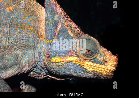 Portrait of a male Parson's Chameleon Calumma Parsoni à Madagascar Banque D'Images