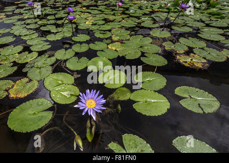 Nymphaea nouchali, Blue star Water Lily. Banque D'Images