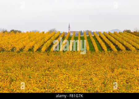 Vignoble et église de Ballrechten-Dottingen, Bade-Württemberg, Allemagne. Banque D'Images