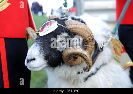 PIX FICHIER : Derby, Derbyshire, Royaume-Uni. 17 janvier, 2015. Il a été rapporté que Ram lance corporal Derby mascotte pour le régiment de mercie est décédé le vendredi 27 novembre 2015.Date Photo prise le 17 janvier 2015 . Célèbre pour Derby Derby County football mascot tournant sur Ashbourne lumières de Noël ,défilés,assistant à maintes reprises,régimentaire collecteurs de fonds de bienfaisance .Le plus célèbre Swaledale ram dans l'armée britannique. Crédit : Ian Francis/Alamy Live News Banque D'Images