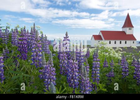 Domaines de la campagne de lupin couvrir l'Islande à l'été Banque D'Images