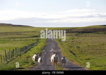 Mouton islandais dans la campagne du nord de l'Islande. Banque D'Images