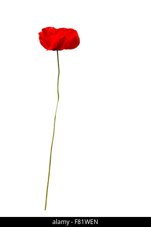 Coquelicot Papaver orientale isolé sur blanc. Banque D'Images