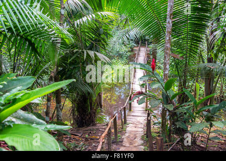 Petit pont de bois dans une forêt tropicale luxuriante près d'Iquitos, Pérou Banque D'Images