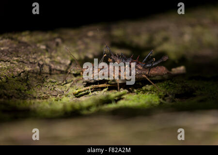 Phasme paire (Hoploclonia gecko) Banque D'Images