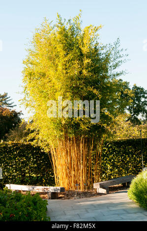 Bambous, Phyllostachys aureosulcata spectabilis Banque D'Images