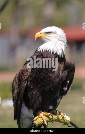 Gros plan du pygargue perchée (nom latin Haliaeetus leucocephalus) , Alberta, Canada - l'arrière-plan flou Banque D'Images