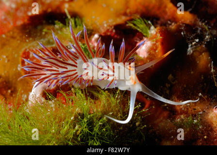 Limace de mer, ou des nudibranches, Cratena peregrina, Glaucidae, Tor Paterno Marine Park, Rome, Latium, Italie, Mer Méditerranée Banque D'Images