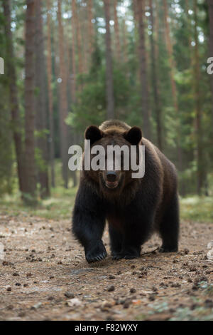 Grand ours brun européen / Europäischer Braunbär ( Ursus arctos ) vient de près, vue frontale, contact visuel, Europe. Banque D'Images