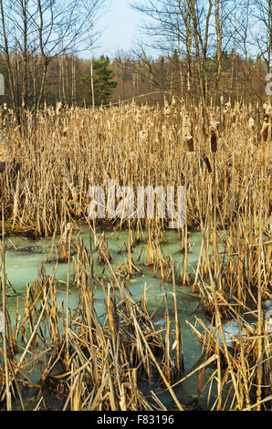 Canne à sec sur une tourbière. Début de printemps. Banque D'Images