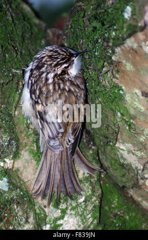 Certhia familiaris bruant,arbre,sur,highlands, Ecosse Banque D'Images