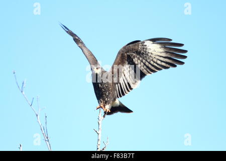 Milan des marais (Rostrhamus sociabilis) en Floride, en Amérique du Nord Banque D'Images