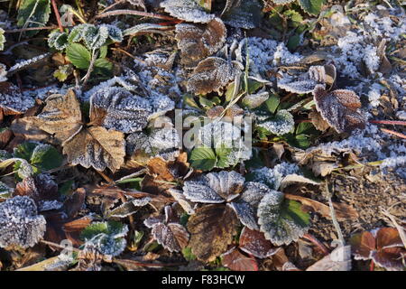 La première gelée. Feuilles de fraisier recouvert de matin de givre. Banque D'Images