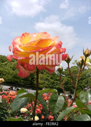 Fleurs roses rose et jaune Banque D'Images