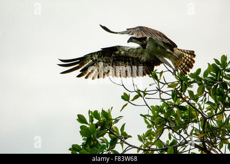 Un Osprey décollant de son perchoir Banque D'Images