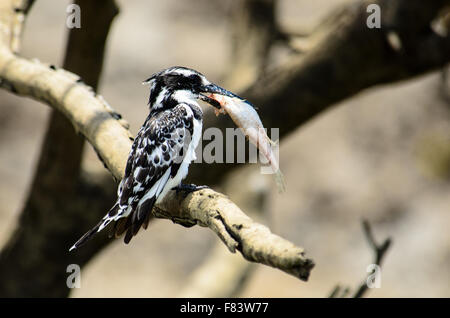 Pied Kingfisher montrer fièrement ses captures Banque D'Images