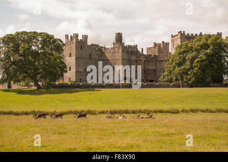 Vue panoramique sur les rennes paissant dans les motifs de Raby Castle,Staindrop, Durham Co.,avec le château en arrière-plan Banque D'Images