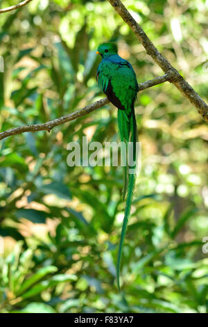 Resplended Quetzal au Costa Rica's cloud forest Banque D'Images