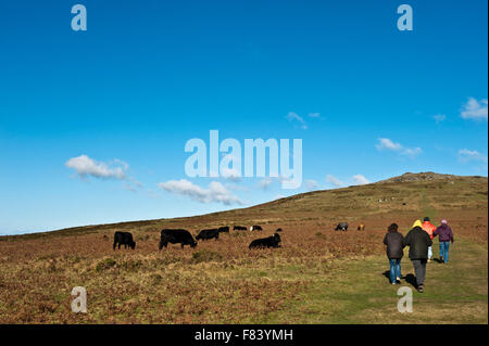 Randonneur Rambler Walker et les vaches sur Devon UK Europe Angleterre Dartmoor Banque D'Images