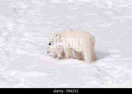 Une mère ours polaire (Ursus maritimus) et son nouveau né cub voyage à travers le paysage enneigé du Spitzberg (Svalbard) Banque D'Images