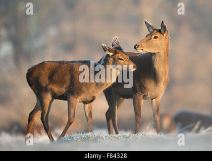 Red Deer hind avec un veau en hiver Banque D'Images