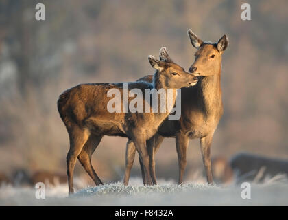 Red Deer hind avec un veau en hiver Banque D'Images