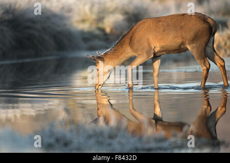 Red Deer hind l'eau potable Banque D'Images