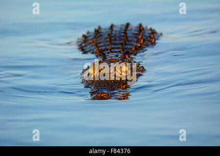 Crocodile swimming dans la rivière Chobe Banque D'Images