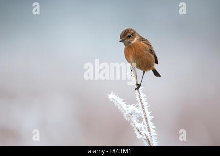 European stonechat sur une perche en hiver givré Banque D'Images