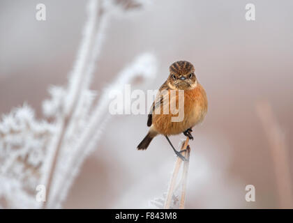 European stonechat sur une perche en hiver givré Banque D'Images