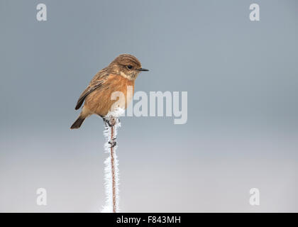 European stonechat sur une perche en hiver givré Banque D'Images