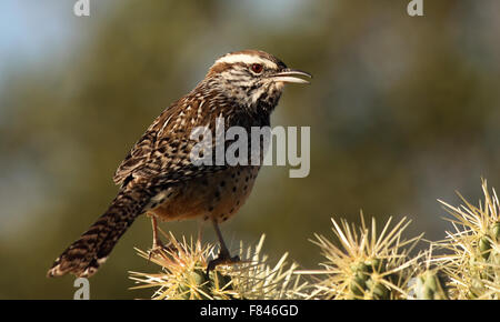 Un Cactus Wren wren appelant depuis un cactus. Banque D'Images
