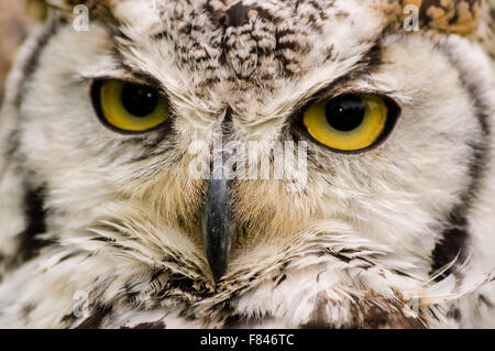 Un close up head shot of a Canadian Eagle Owl Banque D'Images