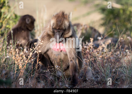 Un babouin gelada mâle de nourriture. Un Éthiopien primate endémique. Banque D'Images