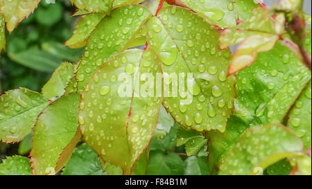 Close-up of Rose laisse couvert de gouttes de pluie. Banque D'Images