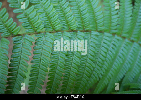 Close-up of green seul, de frondes de fougères [Lady Fern Athyrium filix-femina]. Banque D'Images