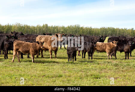 Les bovins de boucherie Black Angus X de Galloway sont de l'aire de répartition. Banque D'Images