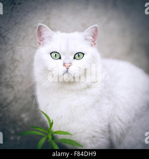 White Silver Shaded British shorthair chat aux yeux verts Banque D'Images