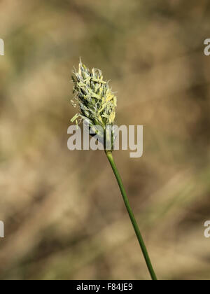 Inflorescence de blue moor grass (Sesleria uliginosa) croissant dans printemps calcaires fen en Estonie Banque D'Images