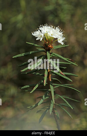 Pousses florifères de Marsh le thé du Labrador (Ledum palustre  = Rhododendron Tomentosum) croissant dans Tremanskärr zone protégée Banque D'Images