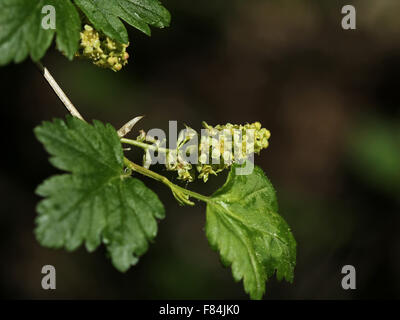 Pousses florifères de groseille de montagne avec des fleurs staminées (mâles) Banque D'Images