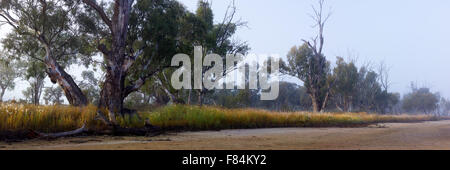 La dérive du brouillard tôt le matin par River Red Gum arbres au bord d'billabong sec près de Mildura, Victoria, Australie Banque D'Images