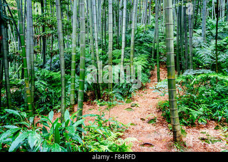 Yibin, province du Sichuan, Chine - belle vue sur mer à Shunan Bamboo parc national. Banque D'Images