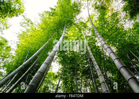 Yibin, province du Sichuan, Chine - belle vue sur mer à Shunan Bamboo parc national. Banque D'Images