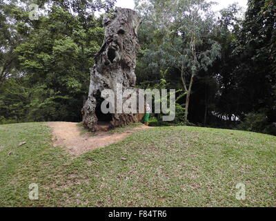 Jardin Botanique de Singapour un endroit amusant pour les personnes Banque D'Images