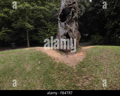 Jardin Botanique de Singapour un endroit amusant pour les personnes Banque D'Images