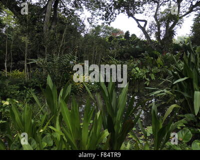 Jardin Botanique de Singapour un endroit amusant pour les personnes Banque D'Images