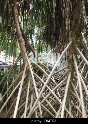 Jardin Botanique de Singapour un endroit amusant pour les personnes Banque D'Images